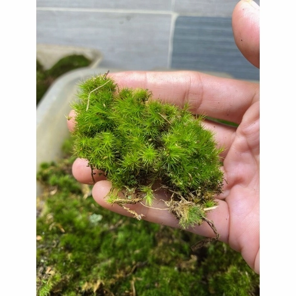 Rêu pincushion sợi to màu xanh tươi dùng để setup bình terrarium và hồ bán cạn