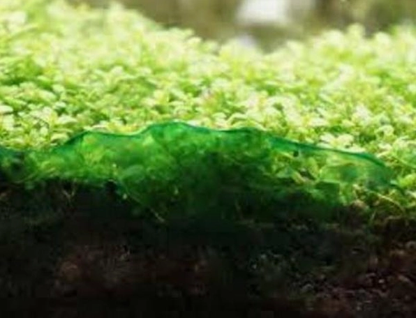 Rêu tảo nước xanh làm mặt nước có sắc lục mờ ảo trong hồ thủy sinh