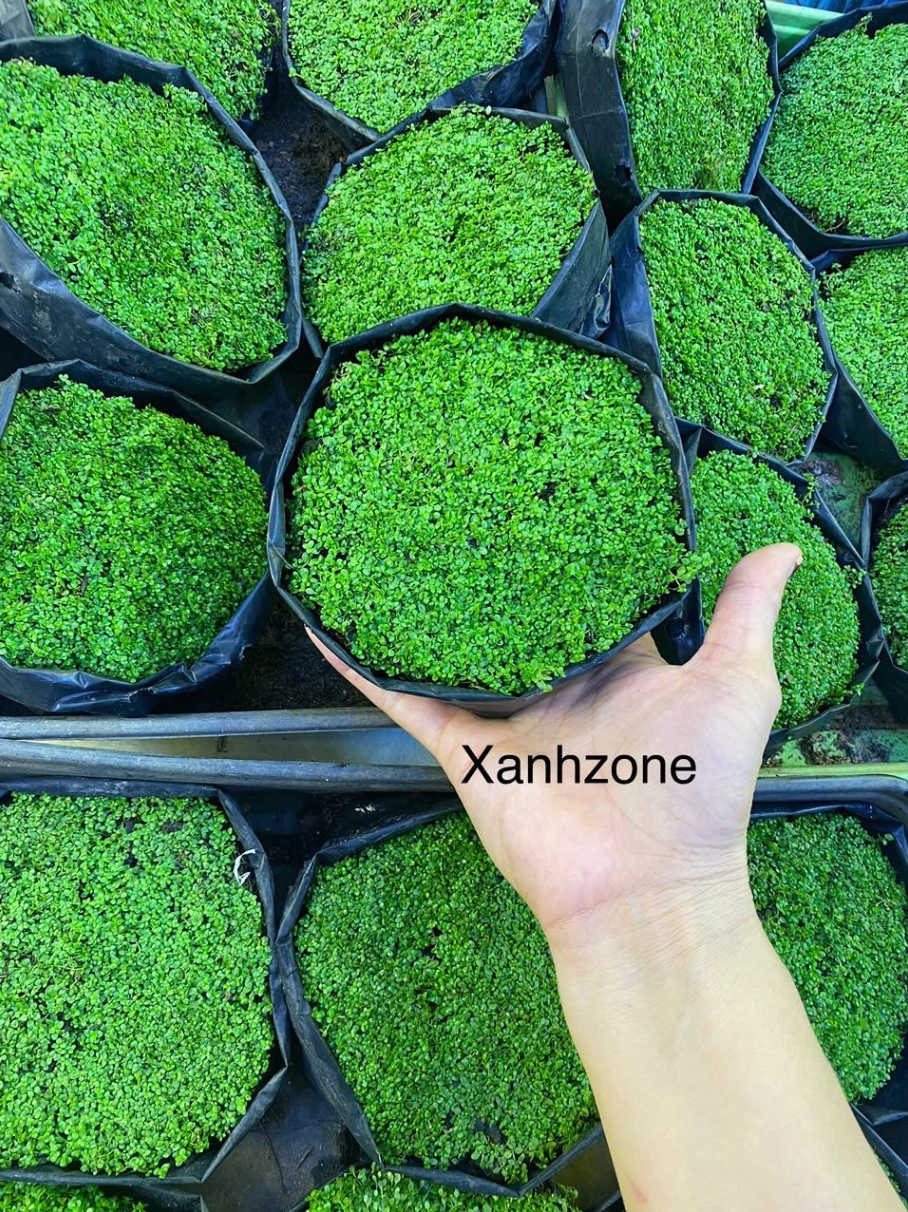 Rêu trân châu ngọc trai lá cạn với dáng nhỏ xinh làm điểm nhấn cho terrarium