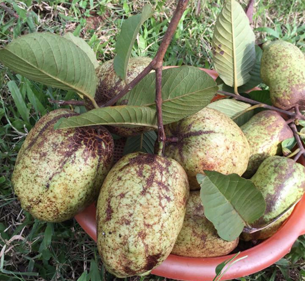 Rổ ổi lớn với những quả ổi xanh căng tròn vừa được thu hoạch trong vườn