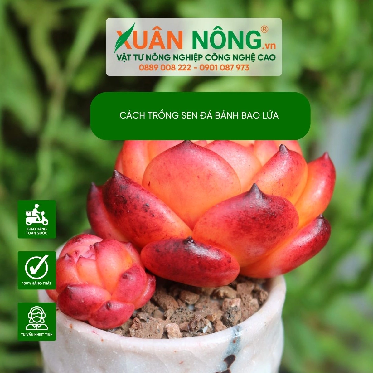 Sen đá bánh bao lửa thể hiện ý nghĩa bền bỉ qua dáng lá mọng chắc và màu viền ấm áp