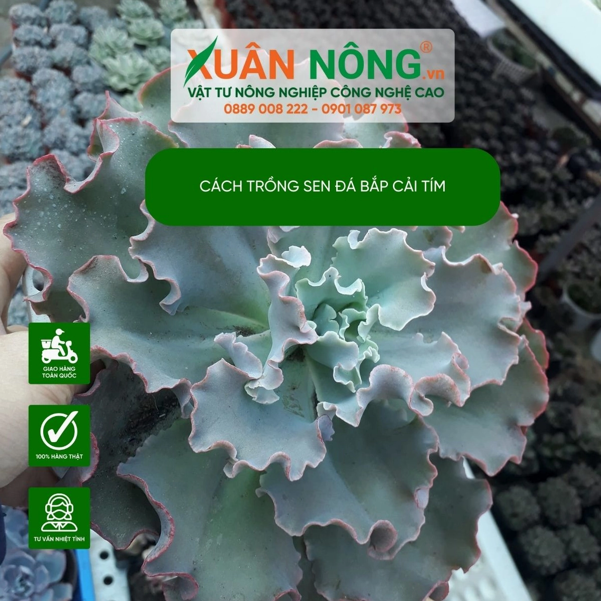 Sen đá bắp cải tím có lớp lá mọng nước xếp chồng với viền lá ánh tím độc đáo