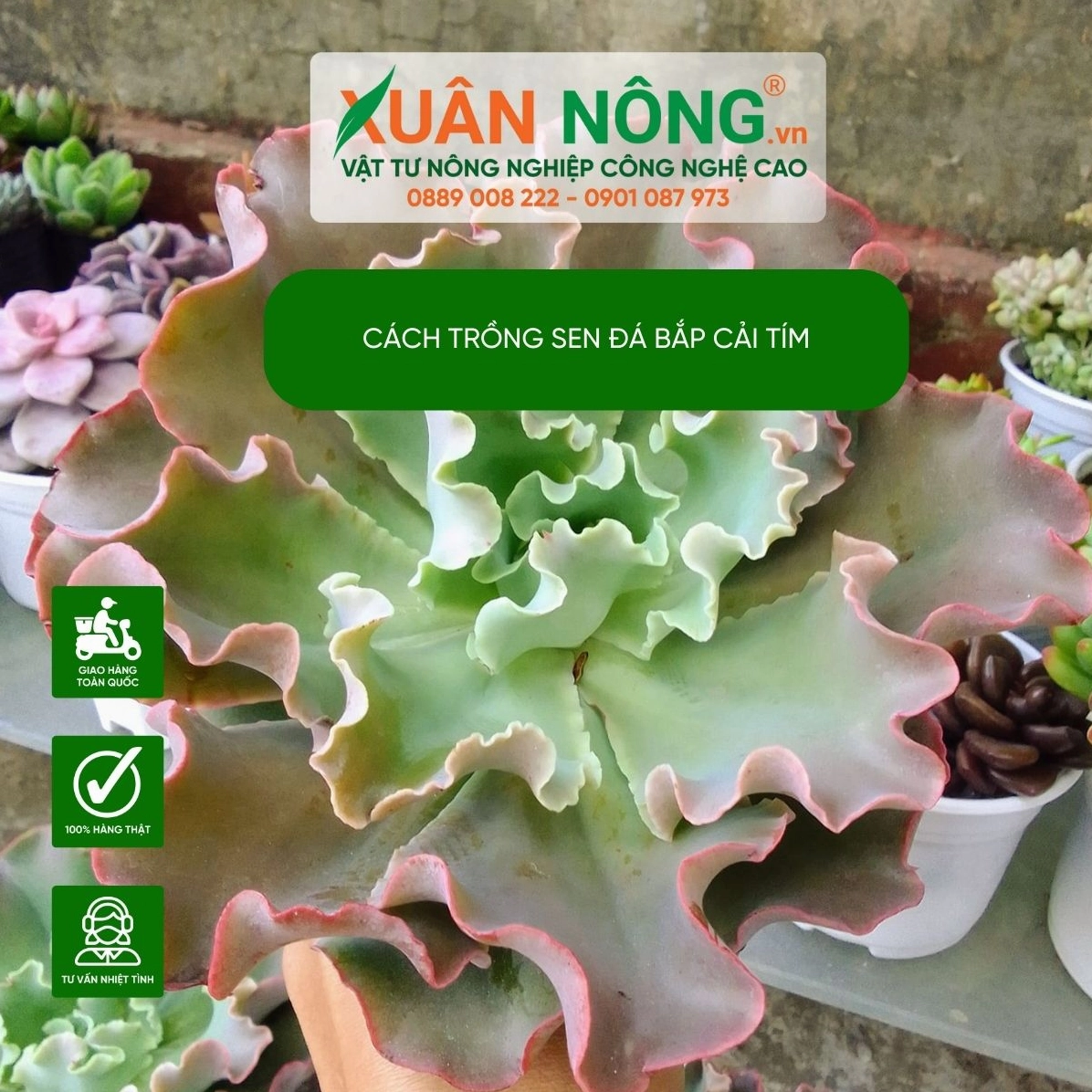 Sen đá bắp cải tím được trồng trong giá thể thoáng với lá mọng xếp thành vòng cân đối