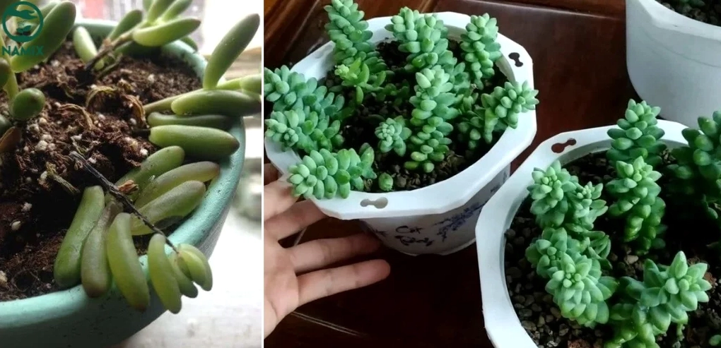 Sen đá bị rụng lá cảnh báo cần điều chỉnh nước ánh sáng và độ thoáng cho cây