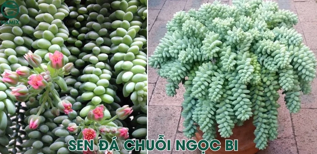Sen đá chuỗi ngọc bi với các lá tròn mọng gợi vẻ đẹp gần với Sen Đá Cỏ Ngọc