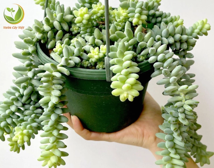 Sen đá chuỗi ngọc bi với lá tròn xanh mọng như các viên bi nhỏ nằm sát nhau