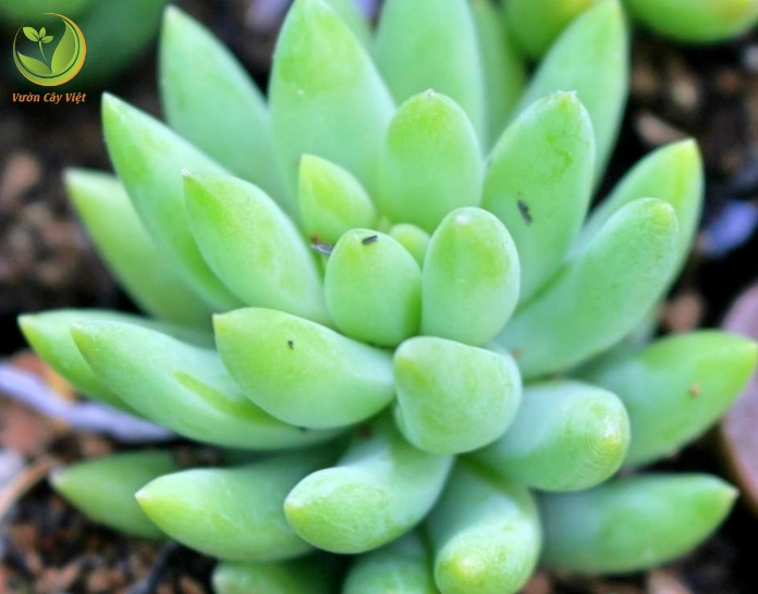 Sen đá chuỗi ngọc đứng khoe dáng vươn thẳng với các lá mọng xếp sát nhau màu xanh tươi