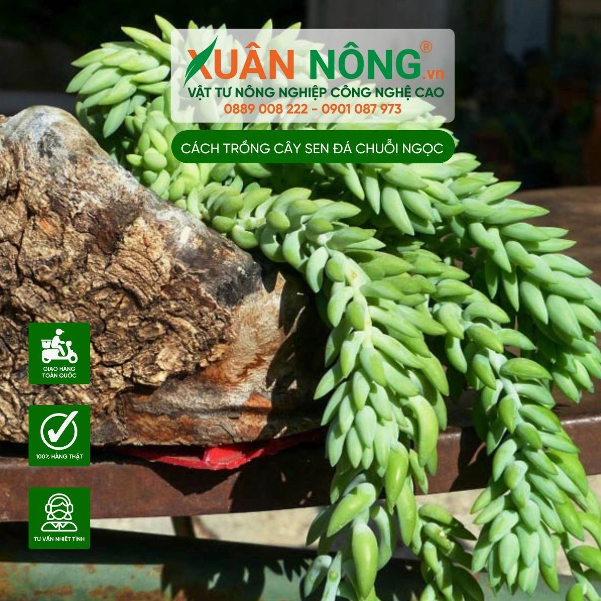 Sen đá chuỗi ngọc được đặt nơi có ánh sáng dịu giúp lá xanh căng và giữ dáng đẹp