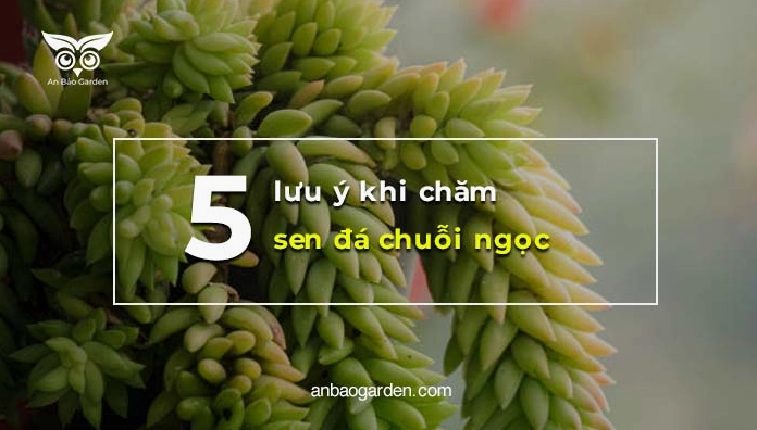 Sen đá chuỗi ngọc trong hình minh họa các lưu ý chăm sóc để cây luôn xanh khỏe