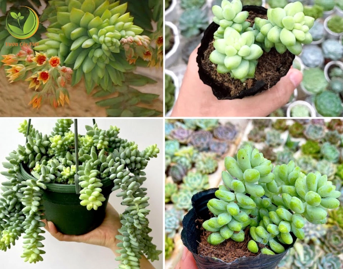 Sen đá chuỗi ngọc với cụm lá xanh mọng thể hiện rõ đặc điểm hình thái và nguồn gốc của cây