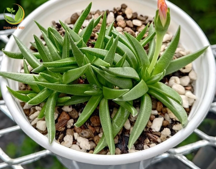 Sen Đá Cỏ Ngọc được giới thiệu với ý nghĩa phong thủy về tài lộc và sức sống
