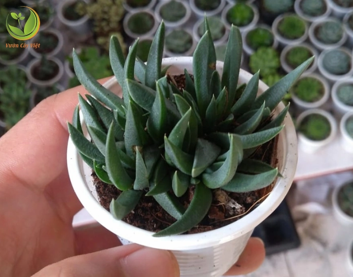 Sen Đá Cỏ Ngọc được mô tả về tên gọi đặc điểm và nguồn gốc với sắc xanh dịu mắt