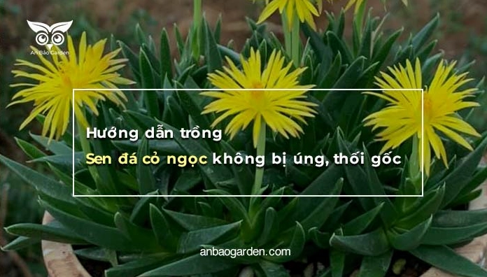 Sen Đá Cỏ Ngọc khỏe mạnh trong chậu với hướng dẫn trồng tránh úng và thối gốc