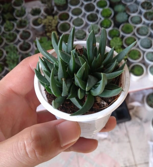Sen đá cỏ ngọc trong ảnh dọc với các nhánh lá mọng xanh buông nhẹ tự nhiên