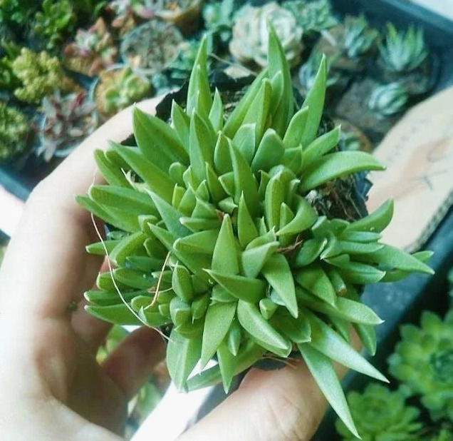 Sen Đá Cỏ Ngọc với thân lá non mềm và sắc xanh tươi sáng trong chậu nhỏ