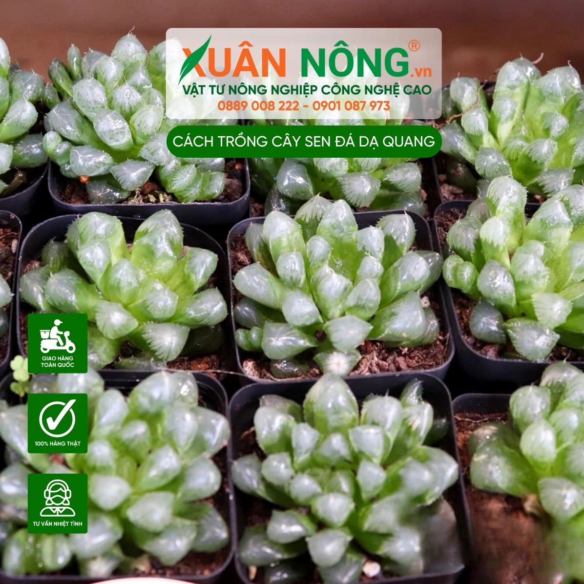 Sen Đá Dạ Quang được đặt nơi có ánh sáng phù hợp để lá lên màu đẹp và khỏe