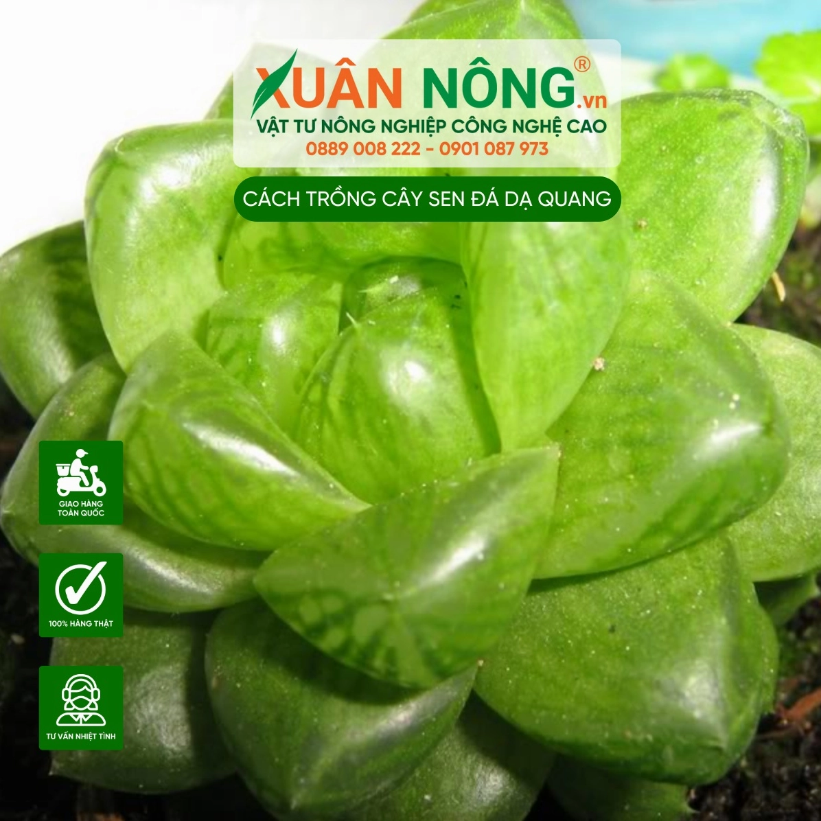 Sen Đá Dạ Quang tượng trưng cho sự may mắn và sức sống bền bỉ trong phong thủy