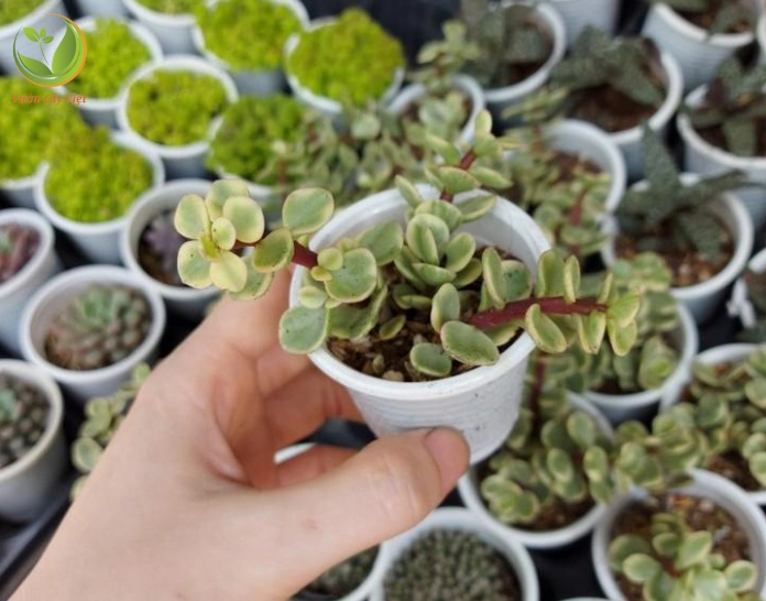 Sen Đá Đô La Trắng mới mua về được chuẩn bị trồng trong chậu nhỏ