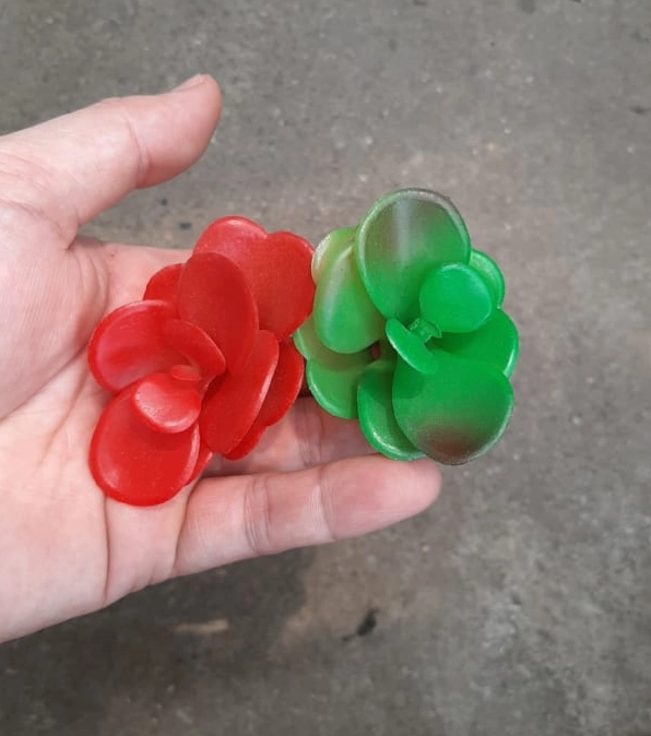 Sen đá Giva đỏ nhựa nhìn từ góc khác với lá mọng nước và dáng cây gọn gàng