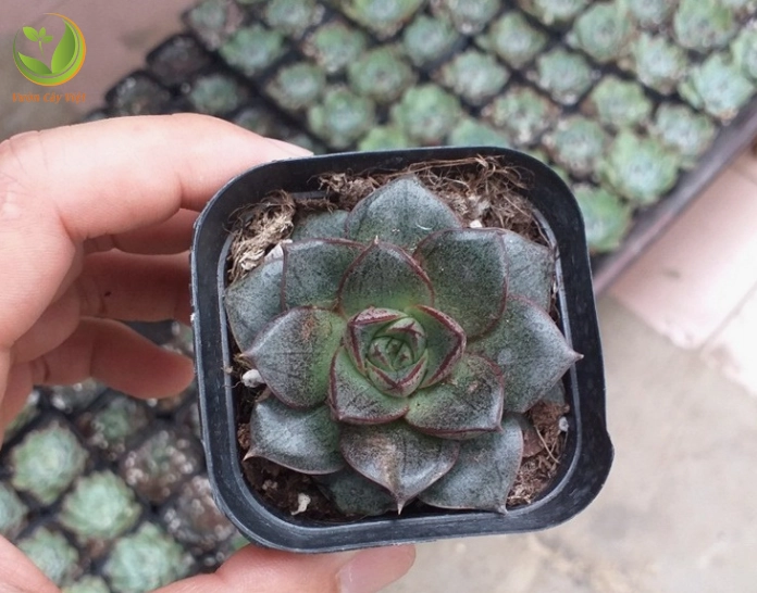 Sen Đá Hoa Hồng Đen được trồng trong chậu nhỏ với nền đất thoáng và lá xếp gọn