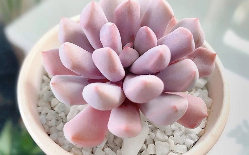 Sen đá hồng có vẻ ngoài bắt mắt, lá dày xếp đều như cánh hoa đang hé mở