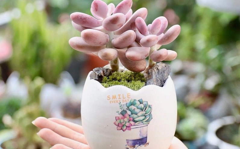 Sen đá hồng mang ý nghĩa phong thủy tốt lành với dáng lá mọng nước và màu sắc nhẹ nhàng