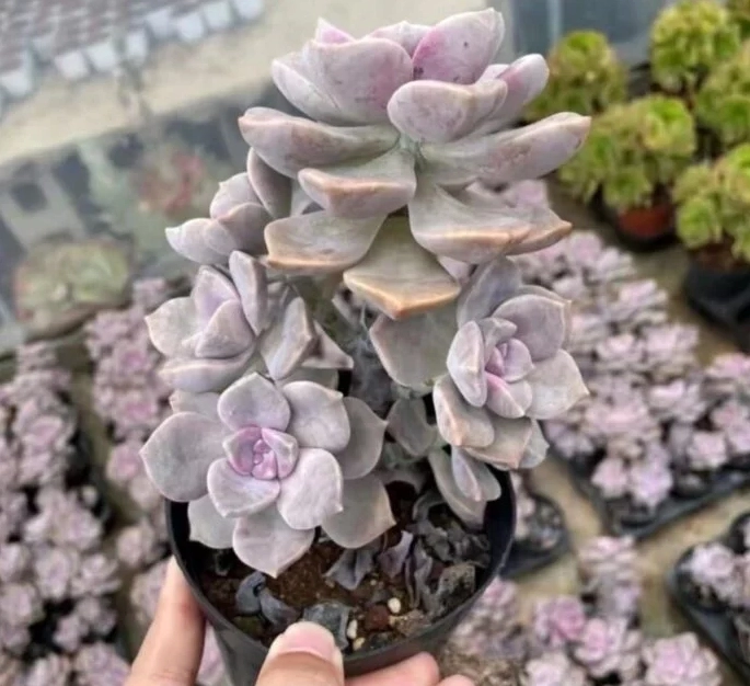 Sen Đá Hồng Mập có lá dày phủ sắc hồng phấn nhẹ nhàng và dáng cây đầy đặn