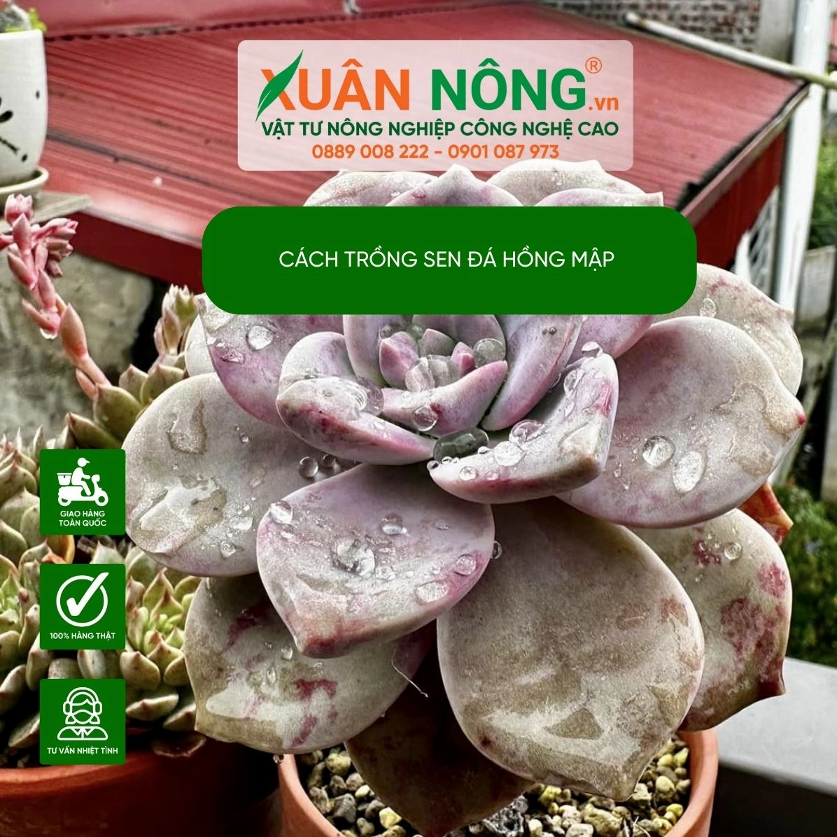 Sen Đá Hồng Mập với lá mọng tròn xếp đều thành hoa thị hồng xanh dịu mắt