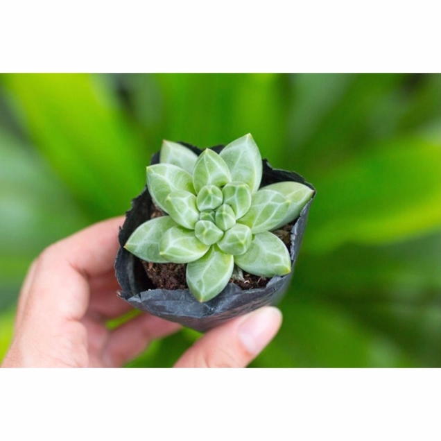 Sen đá kim cương trắng nhỏ xinh có lá trong trẻo gợi liên tưởng đến giọt sương buổi sớm