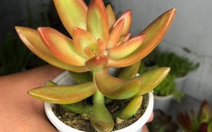 Sen đá màu cam rực rỡ như mặt trời làm nổi bật sự đa dạng màu sắc của cây mọng nước