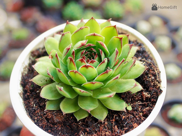 Sen đá Phật Bà Quan Âm có nhiều lớp lá nhỏ xếp tròn như vòng hoa xanh