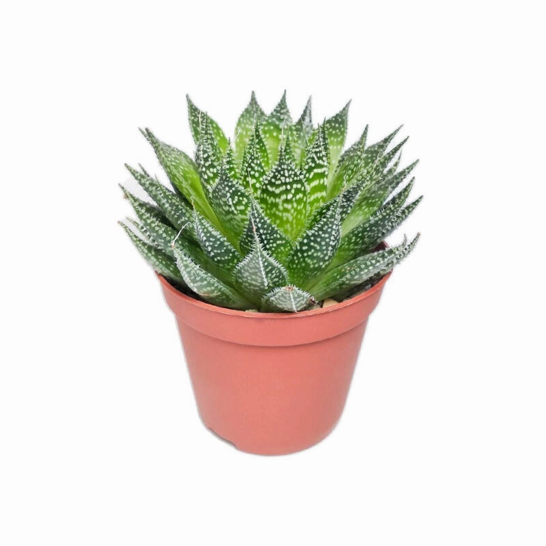 Sen đá sao biển Aloe aristata nhìn từ trên cao với rosette xanh đậm và đốm trắng đều