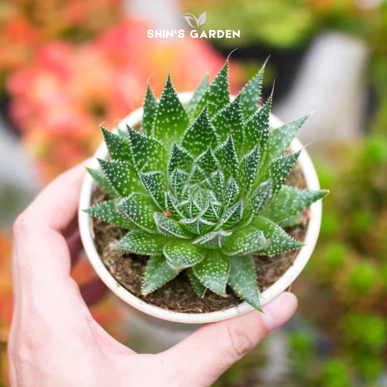 Sen đá sao biển để bàn đẹp với lá xanh xếp tròn và sắc thái phong thủy trang nhã