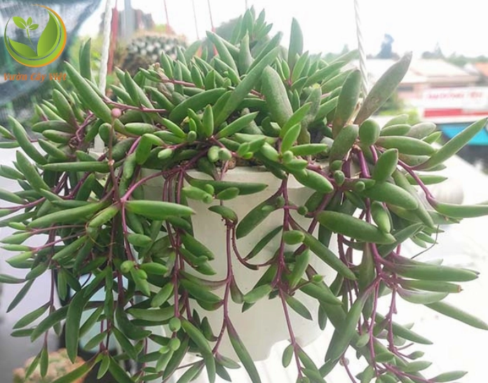 Sen đá Sedum chuỗi buông những nhánh lá mọng dài mềm mại như chuỗi hạt xanh