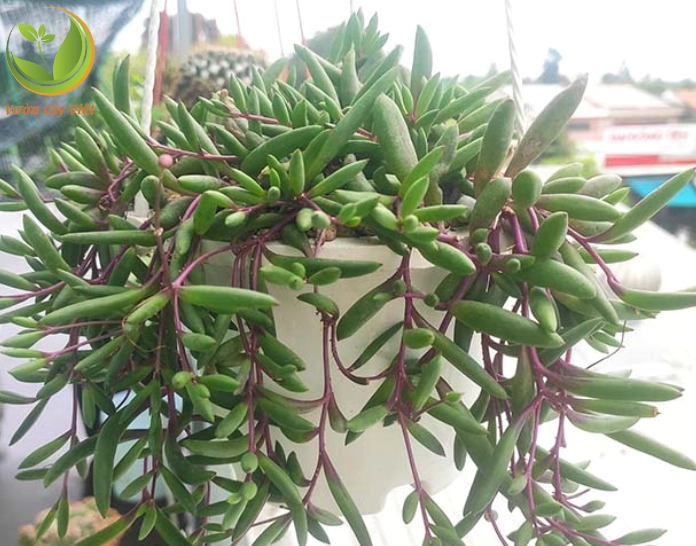Sen đá sedum chuỗi với các nhánh lá rủ mềm tạo vẻ đẹp duyên dáng cho chậu treo