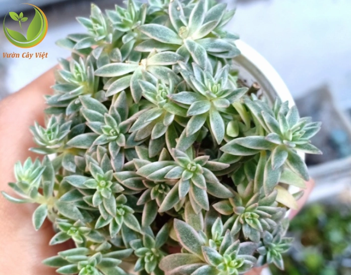 Sen đá sedum cỏ trắng có sắc lá nhẹ nhàng và dáng bụi thanh thoát trong chậu nhỏ