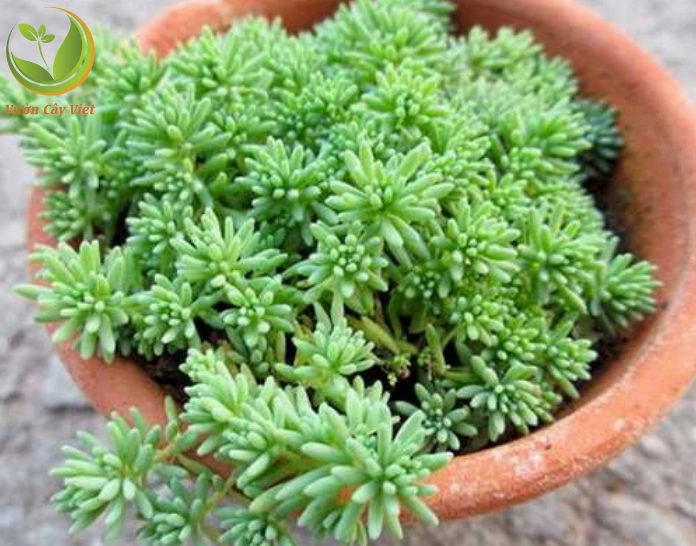 Sen đá sedum cơm có những chiếc lá nhỏ li ti mọng nước tạo thành thảm xanh mềm mại