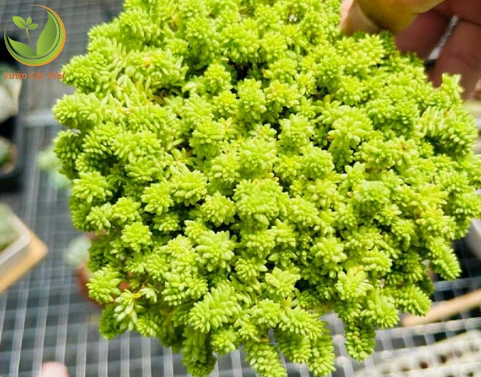 Sen đá sedum dạ quang có màu lá nổi bật tạo cảm giác rực sáng trong bộ sưu tập cây mọng nước
