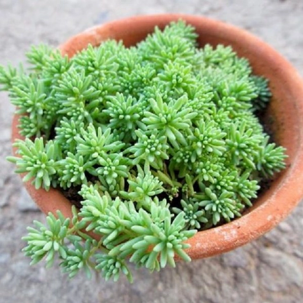 Sen đá sedum được yêu thích nhờ dáng cây gọn gàng và màu lá tươi tắn