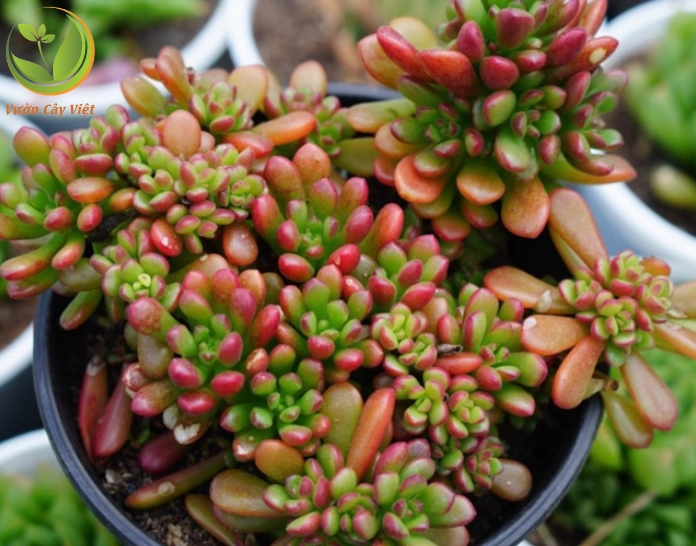 Sen đá sedum kẹo ngọt có dáng lá đáng yêu gợi cảm giác mềm mại và tươi sáng