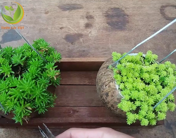 Sen đá sedum trong không gian phong thủy gợi cảm giác may mắn và bình an