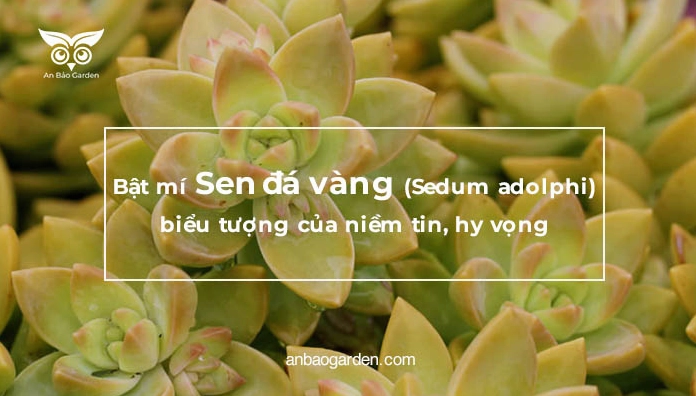 Sen Đá Sedum Vàng Sedum adolphi mang sắc vàng cam tượng trưng cho niềm tin và hy vọng