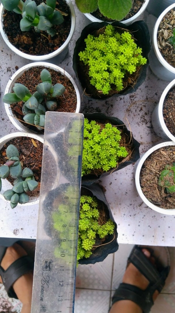 Sen đá sedum vàng với thân lá vươn cao và sắc xanh vàng rực rỡ trong khung hình dọc