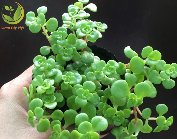 Sen đá sedum vảy cá với lá xếp lớp độc đáo giống những mảng vảy nhỏ xanh mướt