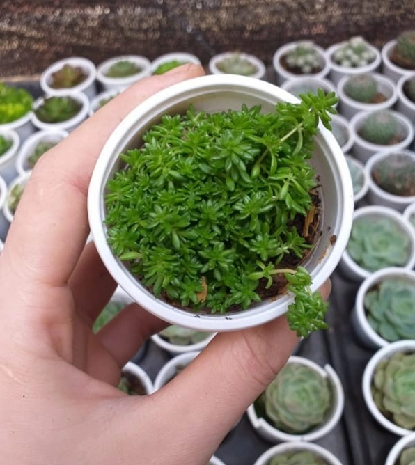 Sen đá Sedum xanh có những cụm lá tròn mọng chen nhau tạo thành thảm cây tươi non