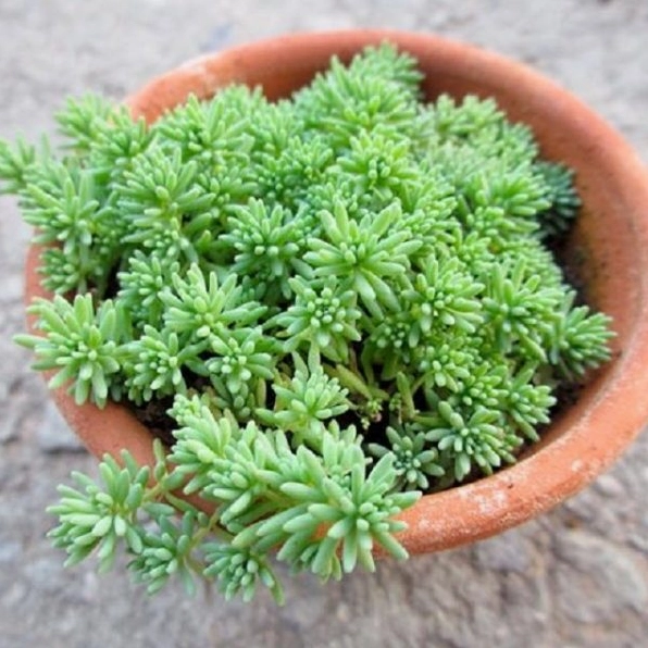 Sen đá Sedum xanh được nhiều người yêu thích nhờ dáng cây nhỏ gọn và màu lá tươi mát