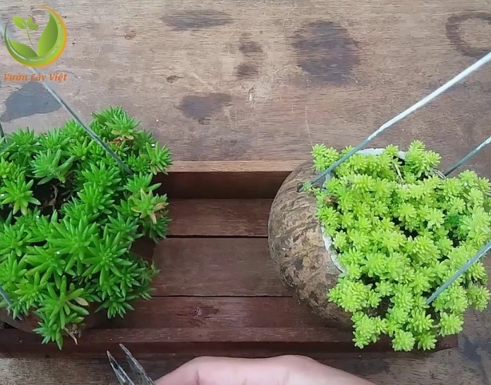 Sen đá Sedum xanh trong bố cục phong thủy gợi cảm giác bình an và may mắn