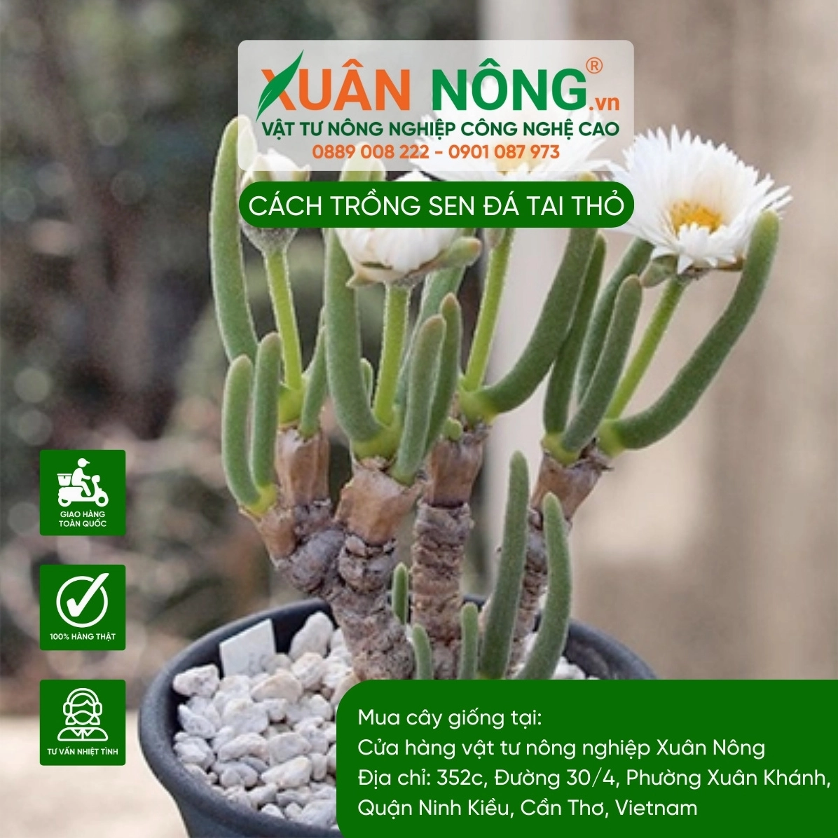 Sen Đá Tai Thỏ được chăm sóc để giữ lá xanh khỏe và dáng cây cân đối trong chậu