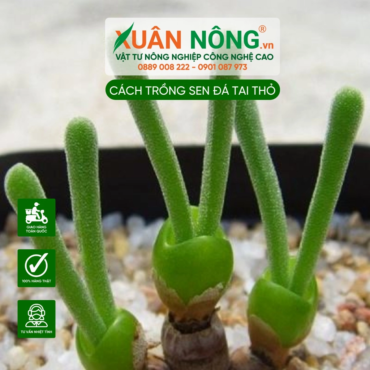 Sen Đá Tai Thỏ được giới thiệu với ý nghĩa may mắn và sức sống bền bỉ trong không gian xanh