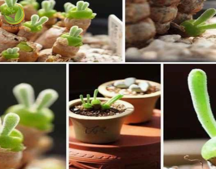 Sen Đá Tai Thỏ mang ý nghĩa phong thủy tích cực với dáng cây xanh tươi và lá mọng nước